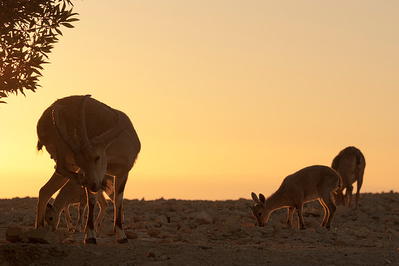 Nubian Ibex Family at Sunrise 2