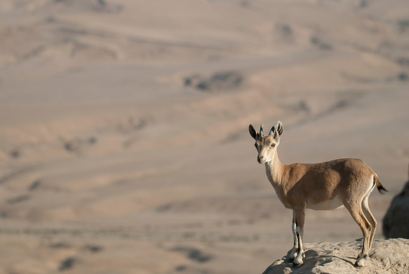 Juvenile Female Nubian Ibex Portrait 2