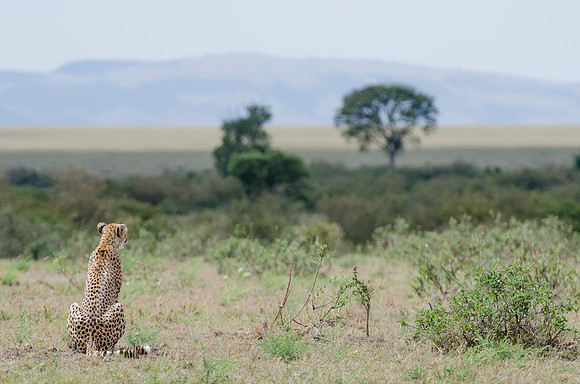 Cheetah in Search  of prey 2
