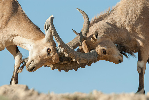 Juvenile Male Nubian Ibexes Sparring 3
