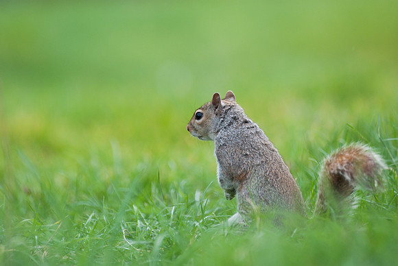 Grey Squirrel Portrait 3