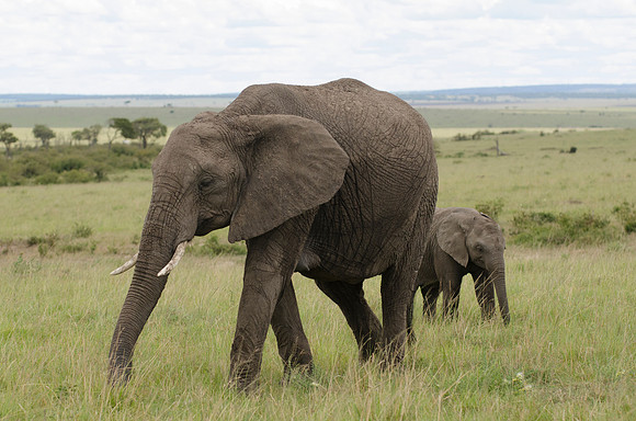 Elephant Mother and Calf Grazing