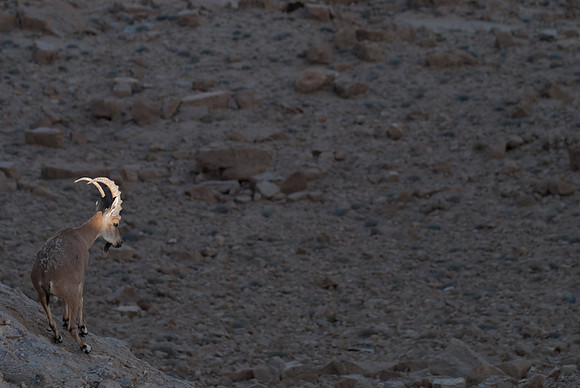 Juvenile Male Nubian Ibex at Sunset