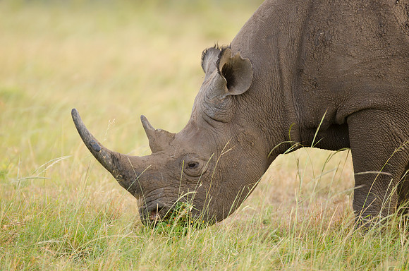 Black Rhino Portrait 2