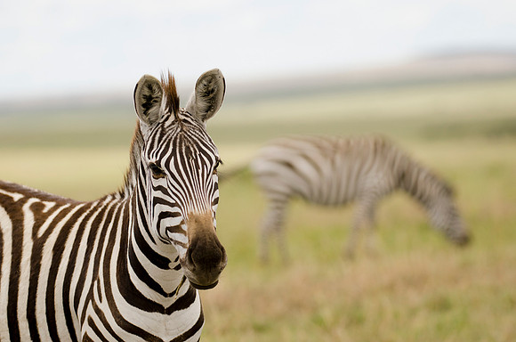 Masai Zebra Portrait 3