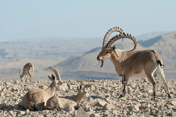Nubian Ibex Family 1