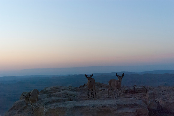 Nubian Ibexes at Dawn 1