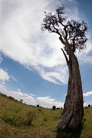 A Tree in Masai Mara