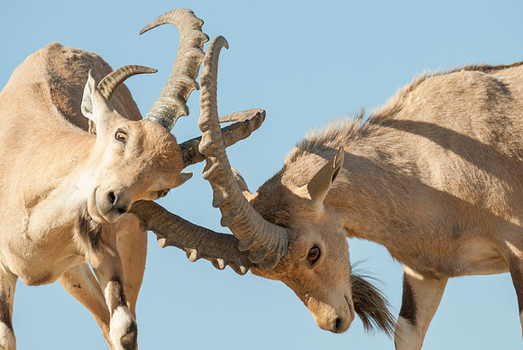 Juvenile Male Nubian Ibexes Sparring 2