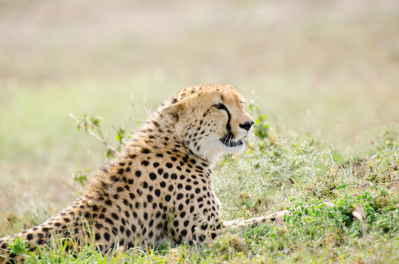 Cheetah Portrait 1