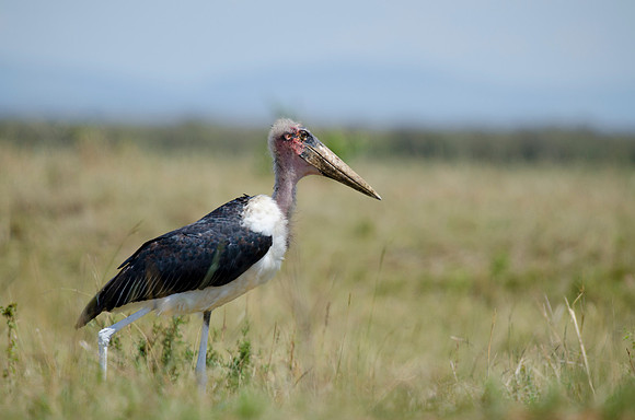 Marabou stork Portrait