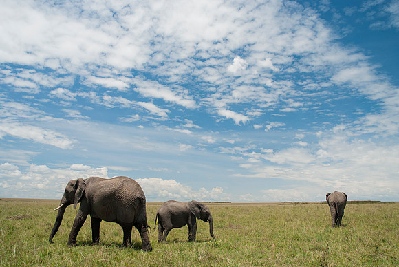 African Elephants Grazing 1