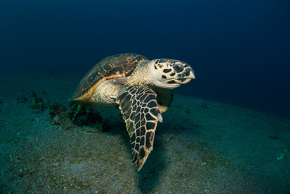 Shake My Fin