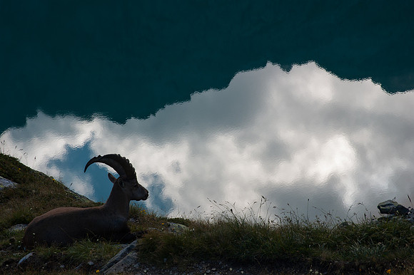 Male Alpine Ibex Silhouette on the Lac Blanc