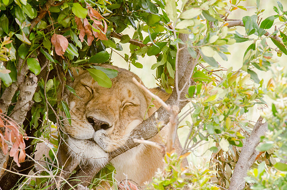 Lioness Having a Siesta