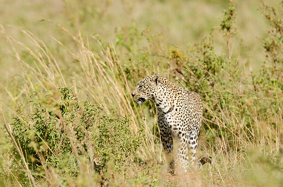 Leopard Portrait 3