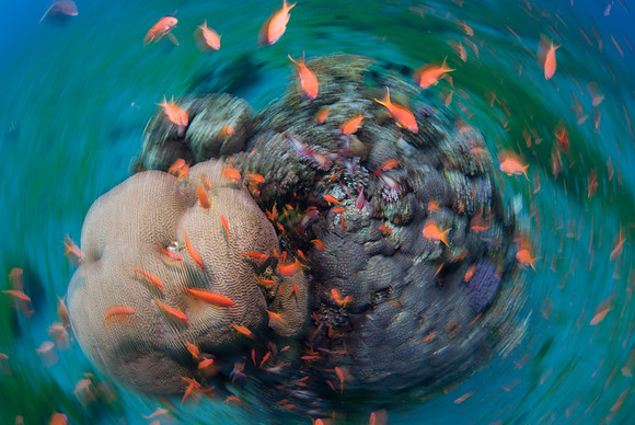Aquatic Impressionism