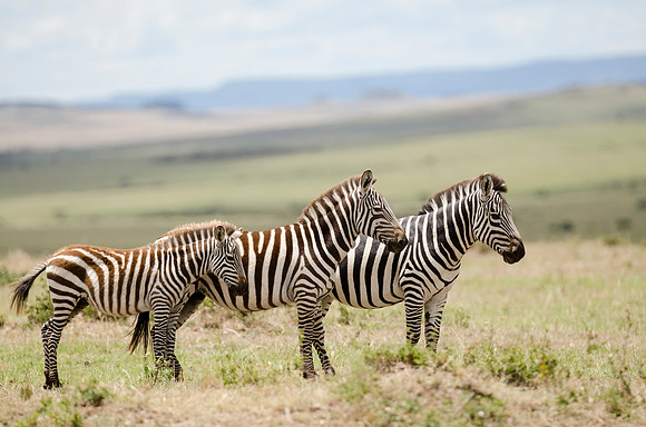 Arraying Zebras