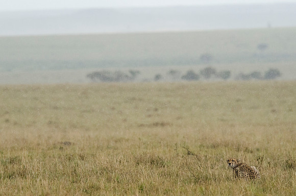 Cheetah in Search of prey 1