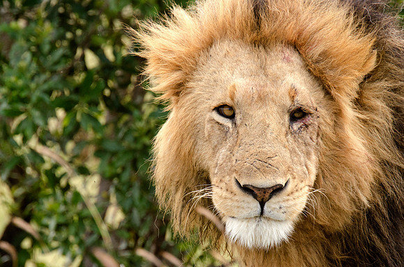 African Lion Portrait 2