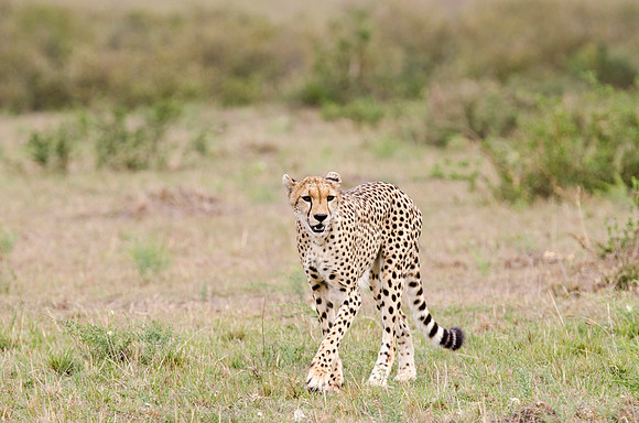 Cheetah in Search of prey 4