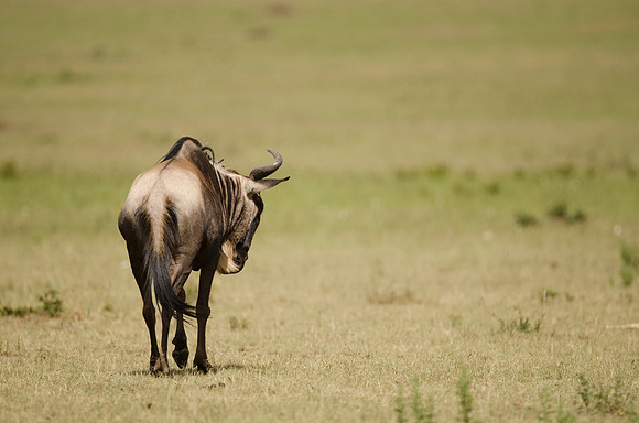 Wildebeest in Mara Plain