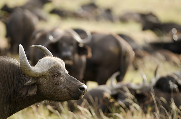 Buffalo Portrait 3