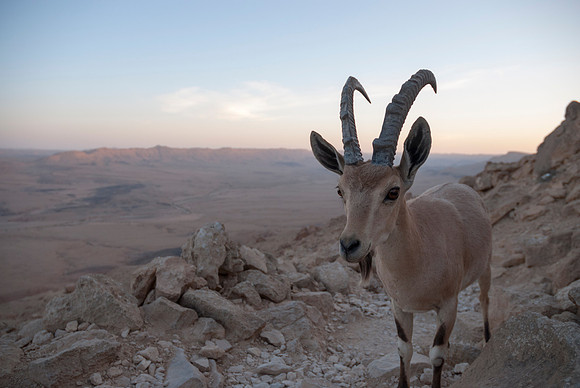 Juvenile Male Nubian Ibex Portrait at Sunset