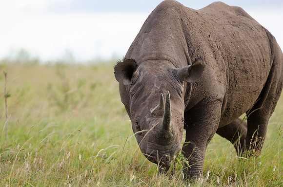 Black Rhino Portrait 1