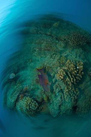 Aquatic Impressionism 10