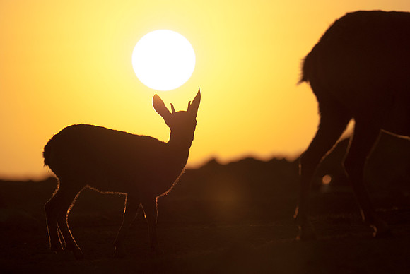 Nubian Ibex Fawn at Sunrise 3