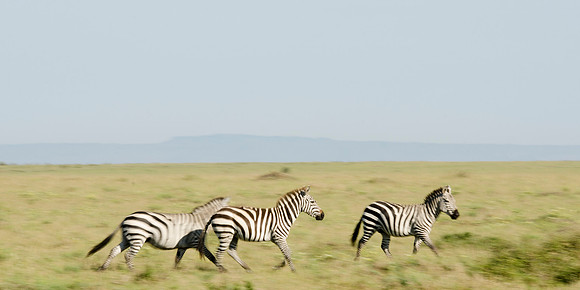 Galloping Masai Zebras