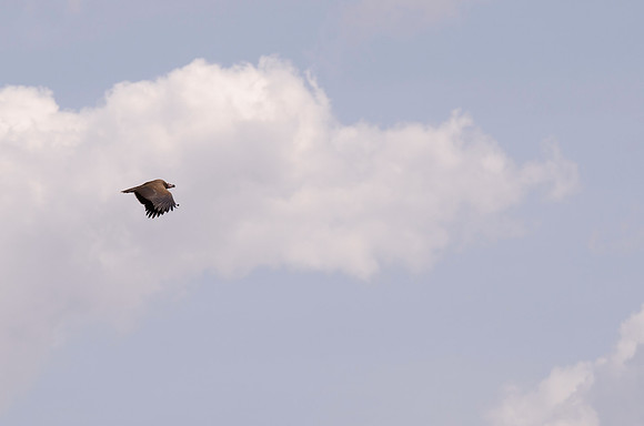 Lappet-faced Vulture in Flight