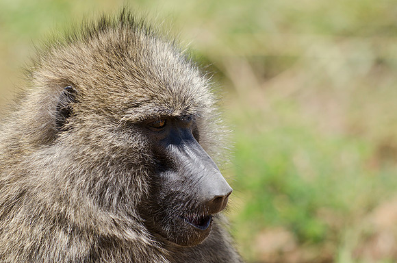 Olive Baboon Portrait