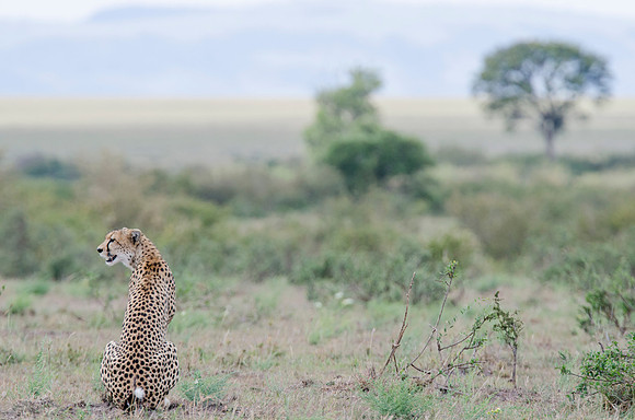 Cheetah in search of Prey 5