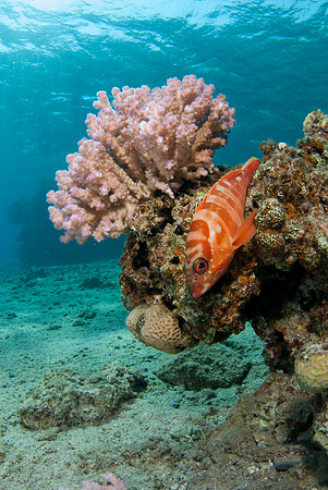 Black-tip Grouper and Pink Coral