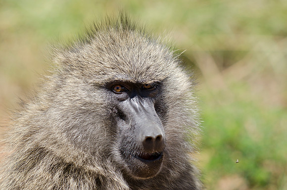 Olive Baboon Portrait 2
