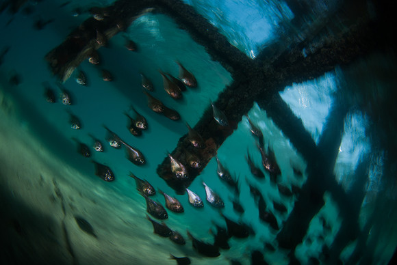 Aquatic Impressionism 5