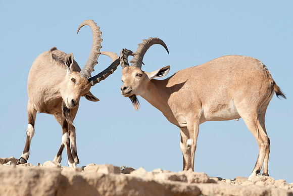 Juvenile Male Nubian Ibexes Portrait 1
