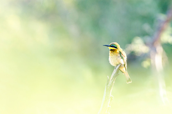 Little Bee Eater Portrait 2