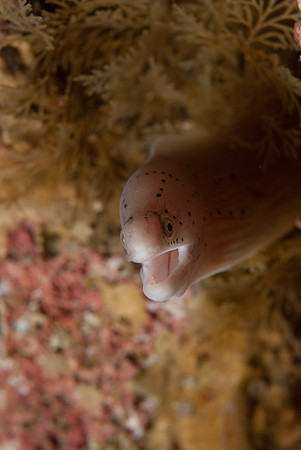 Greetings from the Sea