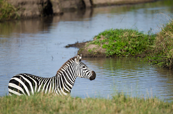 Zebra Portrait 4