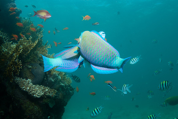 Underwater Tango 4