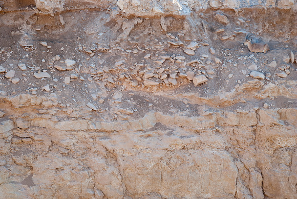 Female Nubian Ibex resting on the Cliff Wall