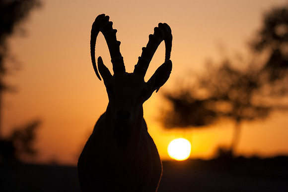 Male Nubian Ibex at Sunrise