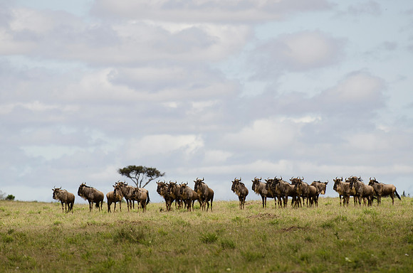 Wildebeest Herd