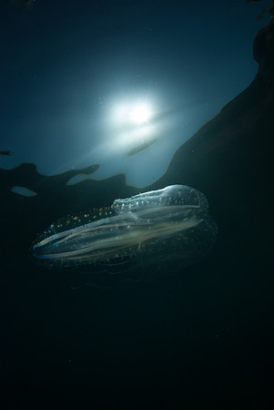 Alien from the Blue 2