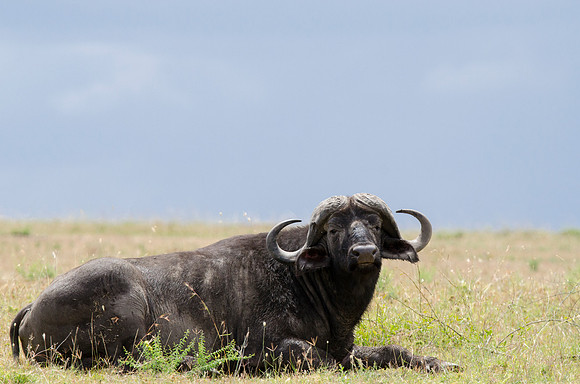 African Buffalo Portrait 1