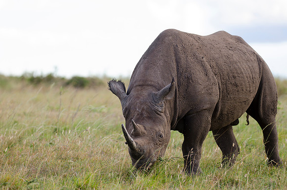 Black Rhino Portrait 3