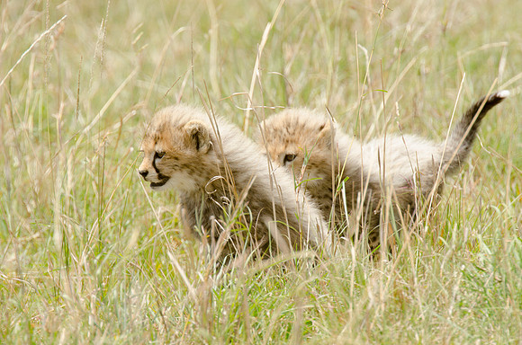 Cheetah Cubs